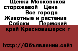 Щенки Московской сторожевой › Цена ­ 35 000 - Все города Животные и растения » Собаки   . Пермский край,Красновишерск г.